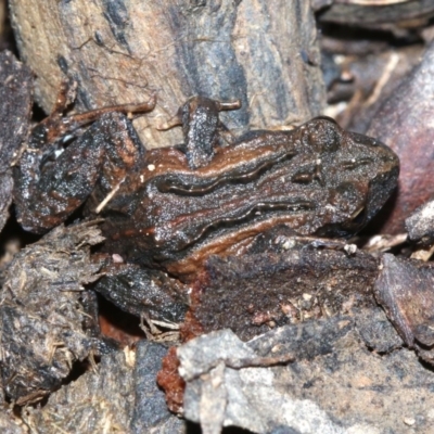 Crinia signifera (Common Eastern Froglet) at Majura, ACT - 8 Nov 2018 by jbromilow50