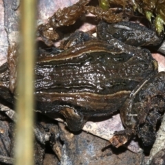 Crinia signifera at Majura, ACT - 8 Nov 2018