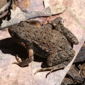 Crinia signifera at Majura, ACT - 8 Nov 2018