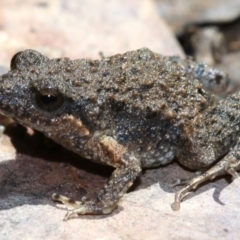 Crinia signifera at Majura, ACT - 8 Nov 2018