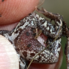 Crinia signifera at Majura, ACT - 8 Nov 2018