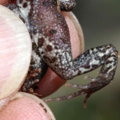 Crinia signifera at Majura, ACT - 8 Nov 2018