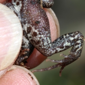 Crinia signifera at Majura, ACT - 8 Nov 2018