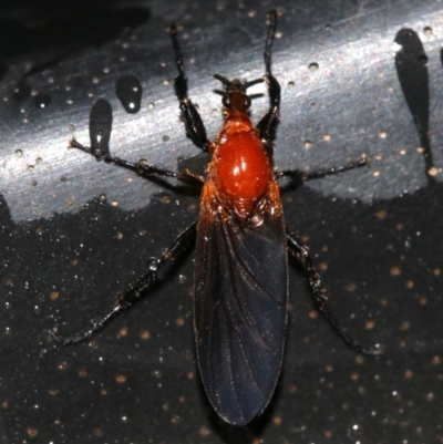 Bibio imitator (Garden maggot) at Ainslie, ACT - 7 Nov 2018 by jb2602