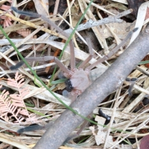 Delena cancerides at Hall, ACT - 6 Nov 2018 11:46 AM