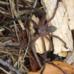 Delena cancerides at Hall, ACT - 6 Nov 2018 11:46 AM