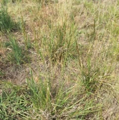 Bromus brevis at Garran, ACT - 9 Nov 2018