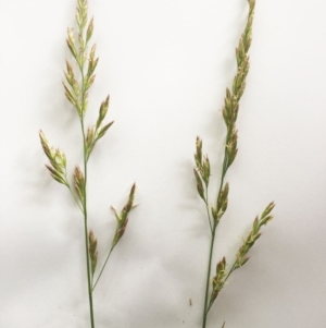 Bromus brevis at Garran, ACT - 9 Nov 2018