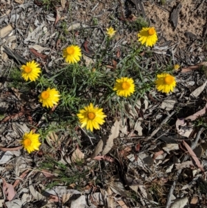 Xerochrysum viscosum at Hughes, ACT - 8 Nov 2018 04:28 PM