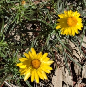 Xerochrysum viscosum at Hughes, ACT - 8 Nov 2018