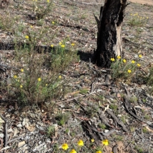 Xerochrysum viscosum at Hughes, ACT - 8 Nov 2018