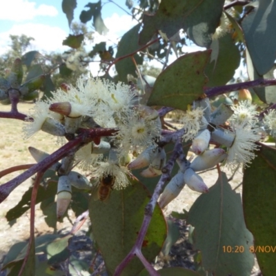 Eucalyptus blakelyi (Blakely's Red Gum) at Molonglo Valley, ACT - 7 Nov 2018 by AndyRussell