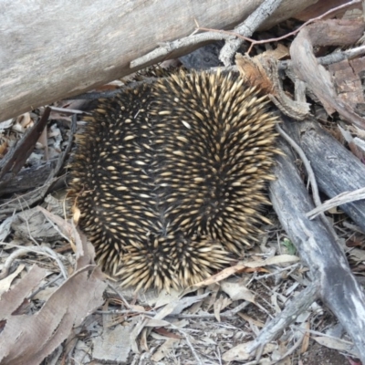 Tachyglossus aculeatus (Short-beaked Echidna) at Majura, ACT - 8 Nov 2018 by WalterEgo