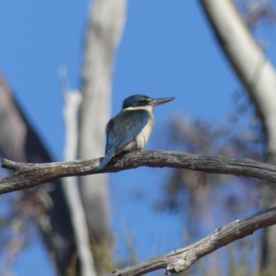 Todiramphus sanctus (Sacred Kingfisher) at Majura, ACT - 8 Nov 2018 by WalterEgo