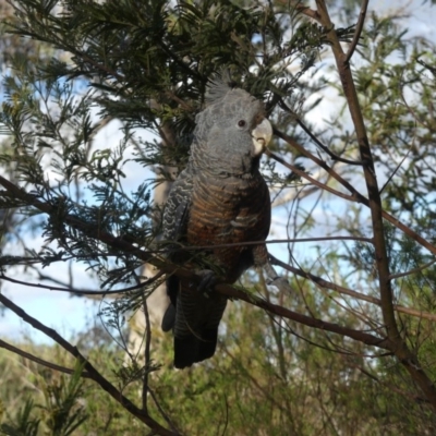 Callocephalon fimbriatum (Gang-gang Cockatoo) at Hackett, ACT - 8 Nov 2018 by WalterEgo