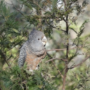 Callocephalon fimbriatum at Hackett, ACT - suppressed