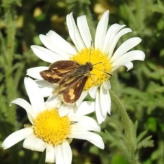 Ocybadistes walkeri (Green Grass-dart) at Acton, ACT - 7 Nov 2018 by RodDeb