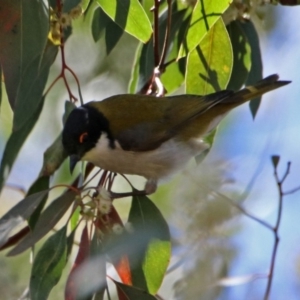 Melithreptus lunatus at Acton, ACT - 8 Nov 2018