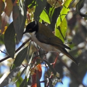 Melithreptus lunatus at Acton, ACT - 8 Nov 2018 10:49 AM