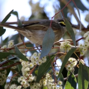 Caligavis chrysops at Acton, ACT - 8 Nov 2018 10:52 AM