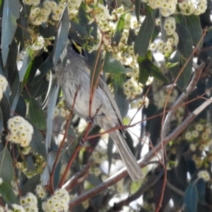 Caligavis chrysops at Acton, ACT - 8 Nov 2018 10:52 AM