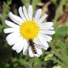 Melangyna sp. (genus) (Hover Fly) at Acton, ACT - 7 Nov 2018 by RodDeb