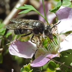 Bembix sp. (genus) at Acton, ACT - 8 Nov 2018