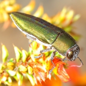 Melobasis propinqua at Paddys River, ACT - 5 Nov 2018