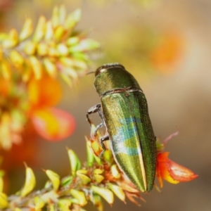 Melobasis propinqua at Paddys River, ACT - 5 Nov 2018