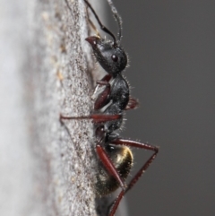 Camponotus suffusus (Golden-tailed sugar ant) at Acton, ACT - 6 Nov 2018 by TimL