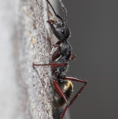 Camponotus suffusus (Golden-tailed sugar ant) at Acton, ACT - 6 Nov 2018 by TimL