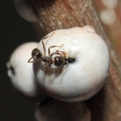 Notoncus sp. (genus) (A Notoncus ant) at Acton, ACT - 6 Nov 2018 by TimL