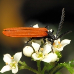 Porrostoma rhipidium at Acton, ACT - 6 Nov 2018