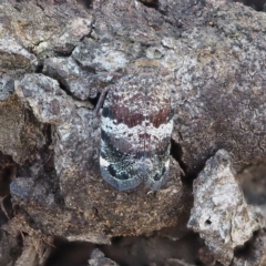 Platybrachys decemmacula at Acton, ACT - 4 Nov 2018