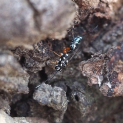 Xanthocryptus novozealandicus (Lemon tree borer parasite wasp) at Acton, ACT - 4 Nov 2018 by David