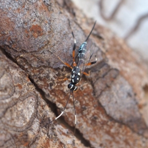 Stenarella victoriae at Acton, ACT - 4 Nov 2018