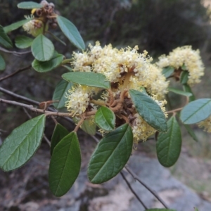 Pomaderris betulina subsp. actensis at Paddys River, ACT - 25 Oct 2018 06:32 PM