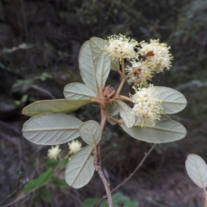 Pomaderris betulina subsp. actensis at Paddys River, ACT - 25 Oct 2018 06:32 PM