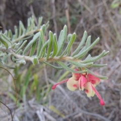 Grevillea lanigera (Woolly Grevillea) at Paddys River, ACT - 25 Oct 2018 by MichaelBedingfield