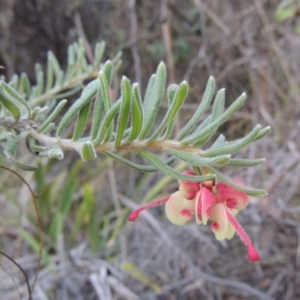 Grevillea lanigera at Paddys River, ACT - 25 Oct 2018