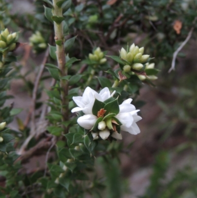 Epacris breviflora (Drumstick Heath) at Paddys River, ACT - 25 Oct 2018 by MichaelBedingfield
