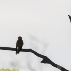 Falco cenchroides (Nankeen Kestrel) at Symonston, ACT - 28 Oct 2018 by JonSteinbeck