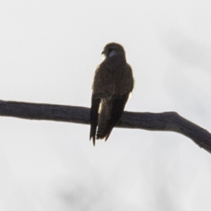 Falco cenchroides at Symonston, ACT - 28 Oct 2018