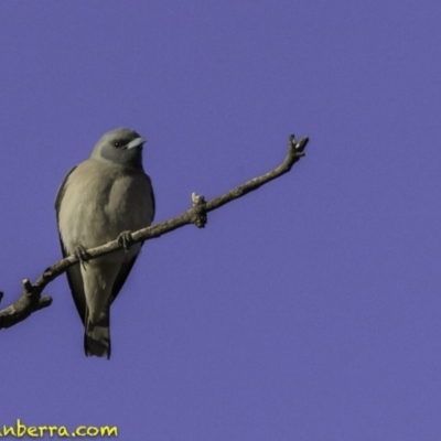 Artamus personatus (Masked Woodswallow) at Symonston, ACT - 28 Oct 2018 by BIrdsinCanberra