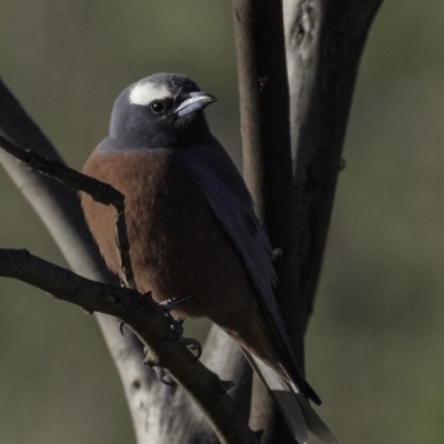 Artamus superciliosus (White-browed Woodswallow) at Symonston, ACT - 28 Oct 2018 by JonSteinbeck