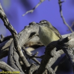 Acanthiza chrysorrhoa (Yellow-rumped Thornbill) at Jerrabomberra, ACT - 28 Oct 2018 by JonSteinbeck