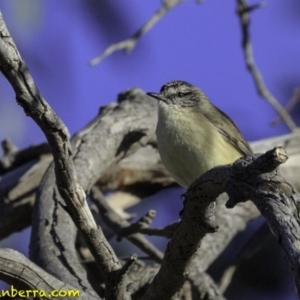 Acanthiza chrysorrhoa at Jerrabomberra, ACT - 28 Oct 2018