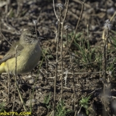 Acanthiza chrysorrhoa at Jerrabomberra, ACT - 28 Oct 2018