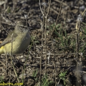 Acanthiza chrysorrhoa at Jerrabomberra, ACT - 28 Oct 2018