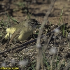 Acanthiza chrysorrhoa at Jerrabomberra, ACT - 28 Oct 2018